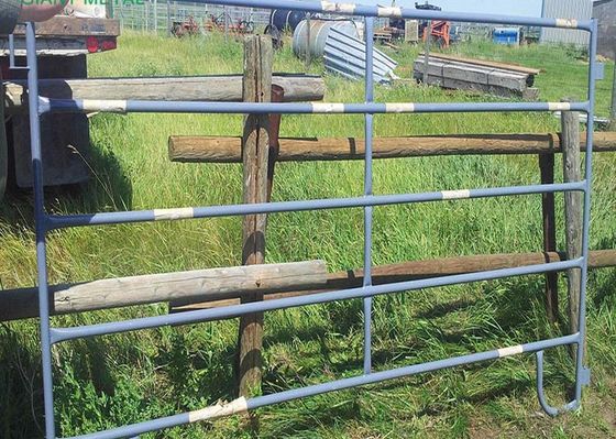 W16ft N Style Powder Coating Metal Cattle Gates